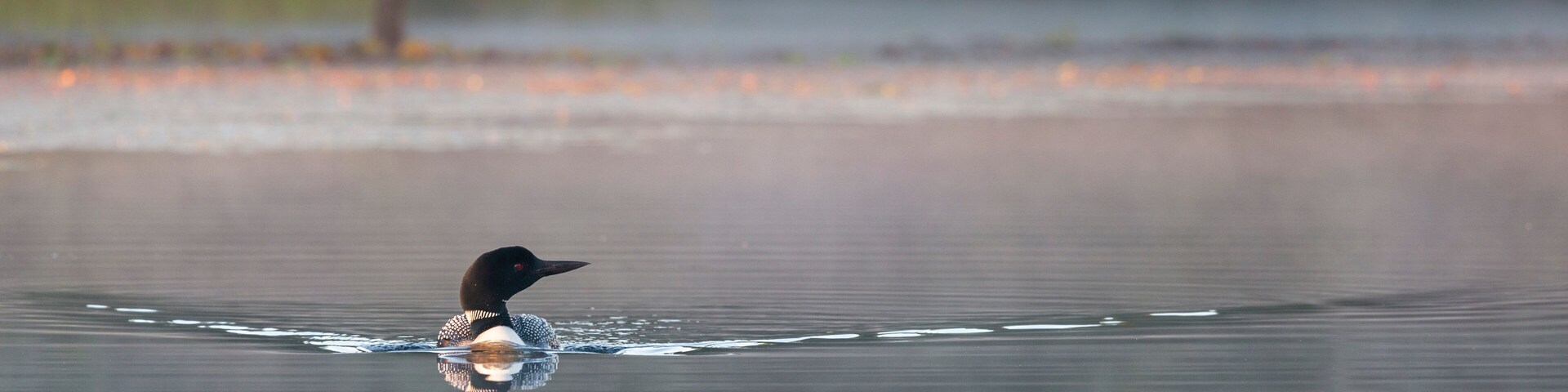 A loon swimming in early morning toward camera, looking to the side on a calm lake with a defined wake