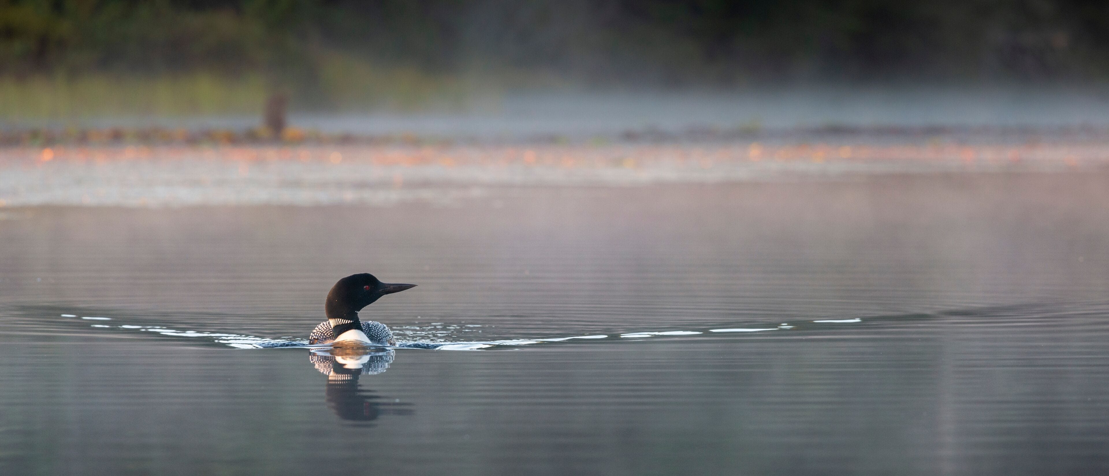 A loon swimming in calm water with a misty background.