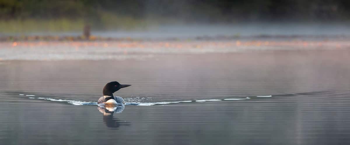 A loon swimming in calm water with a misty background.