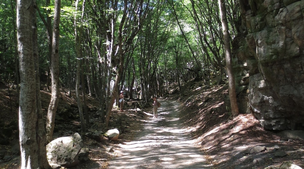 View from the country of Georgia. The road in this picture leads to an ancient monastery called the Mtsvane "Green" Monastery.
In order to reach the monastery, you'll have to traverse this road, which is through the woods. It's a pleasant walk.