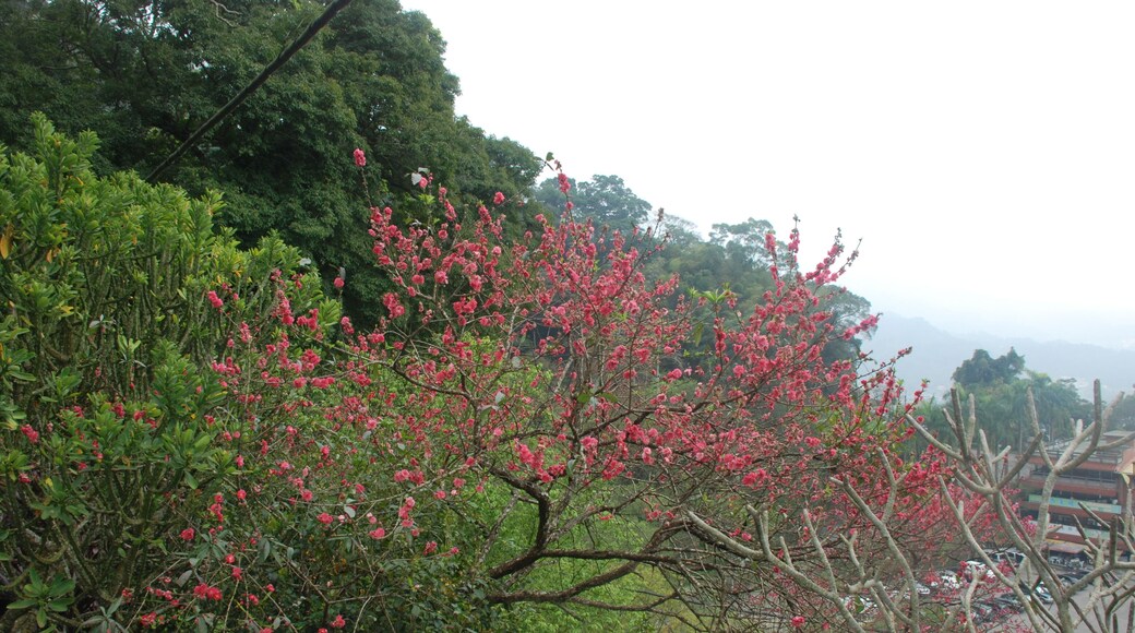 353, Taiwan, 苗栗縣南庄鄉獅山村