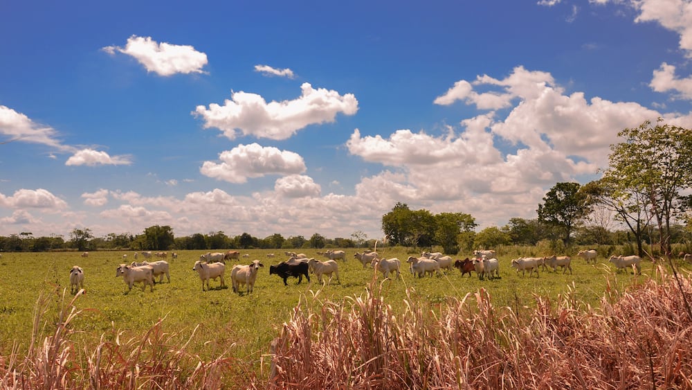 Ganado en reposo Puerto lopez meta Colombia