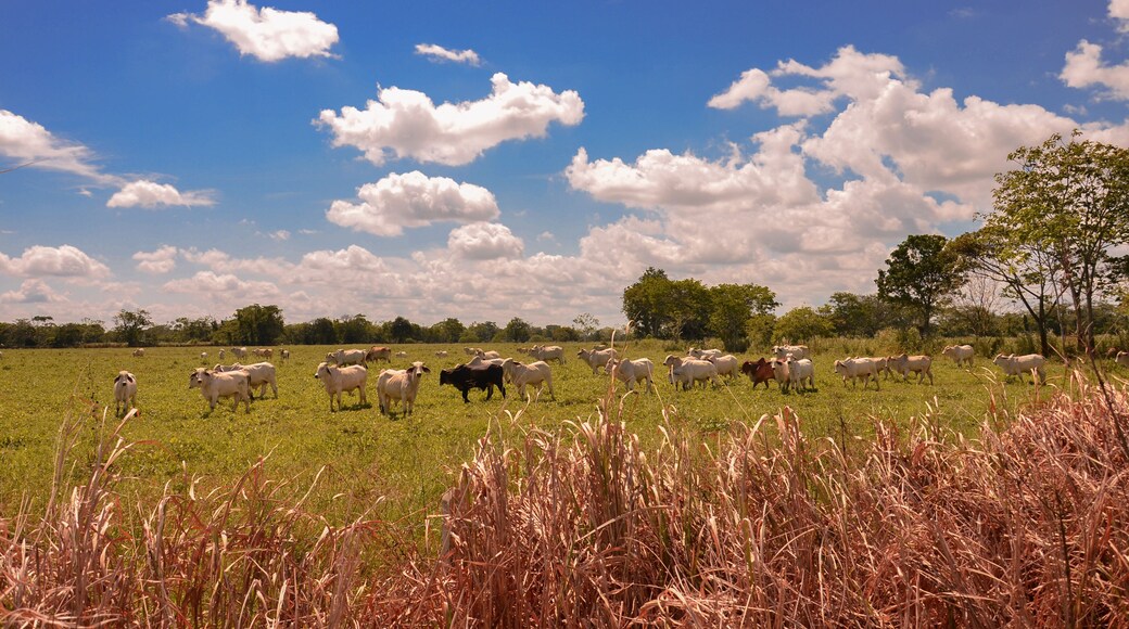 Ganado en reposo Puerto lopez meta Colombia
