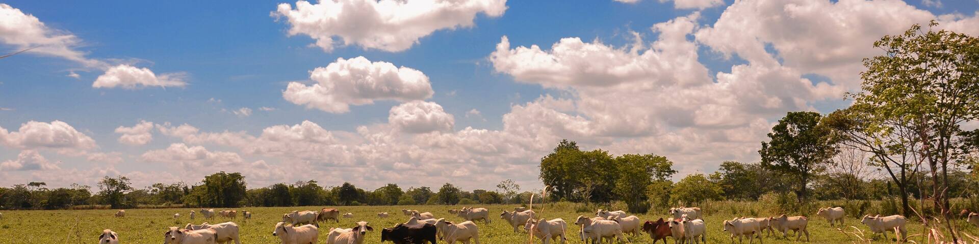Ganado en reposo Puerto lopez meta Colombia