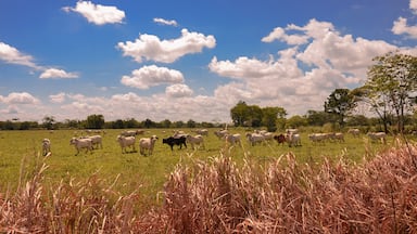 Ganado en reposo Puerto lopez meta Colombia