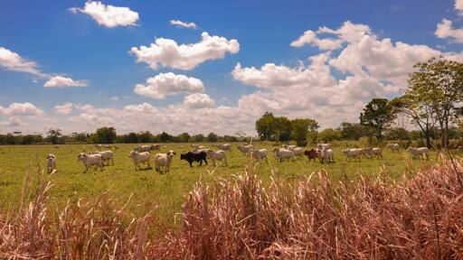 Ganado en reposo Puerto lopez meta Colombia