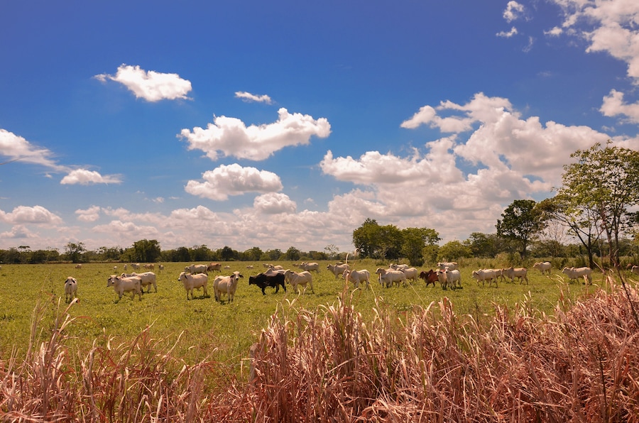 Ganado en reposo Puerto lopez meta Colombia