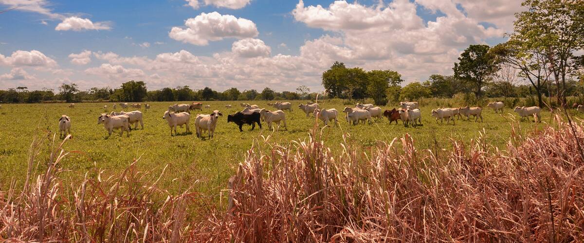 A herd of sheep grazing in a grassy field with a clear blue sky and scattered clouds.