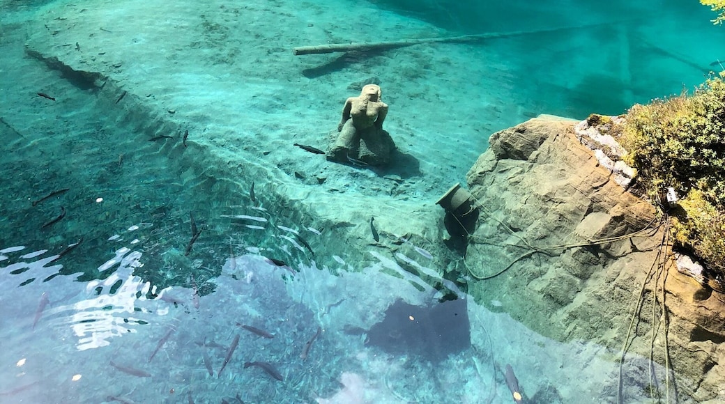 The crystal clear water highlights what lays underneath. The mermaid, the wood, the fish.. and when the sun rays touch the water, it is truly a sight to behold!
#Blausee #Details #Sweepstakes