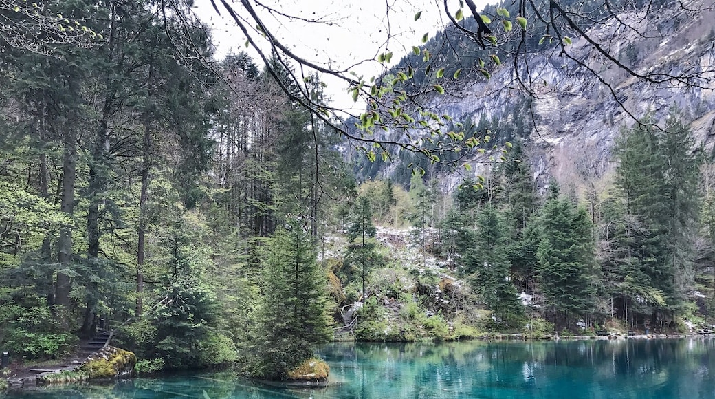 #SpringFun
2hr20min train ride from Zurich to witness this romantic Blausee, the fairytale blue lake at Kandergrund.