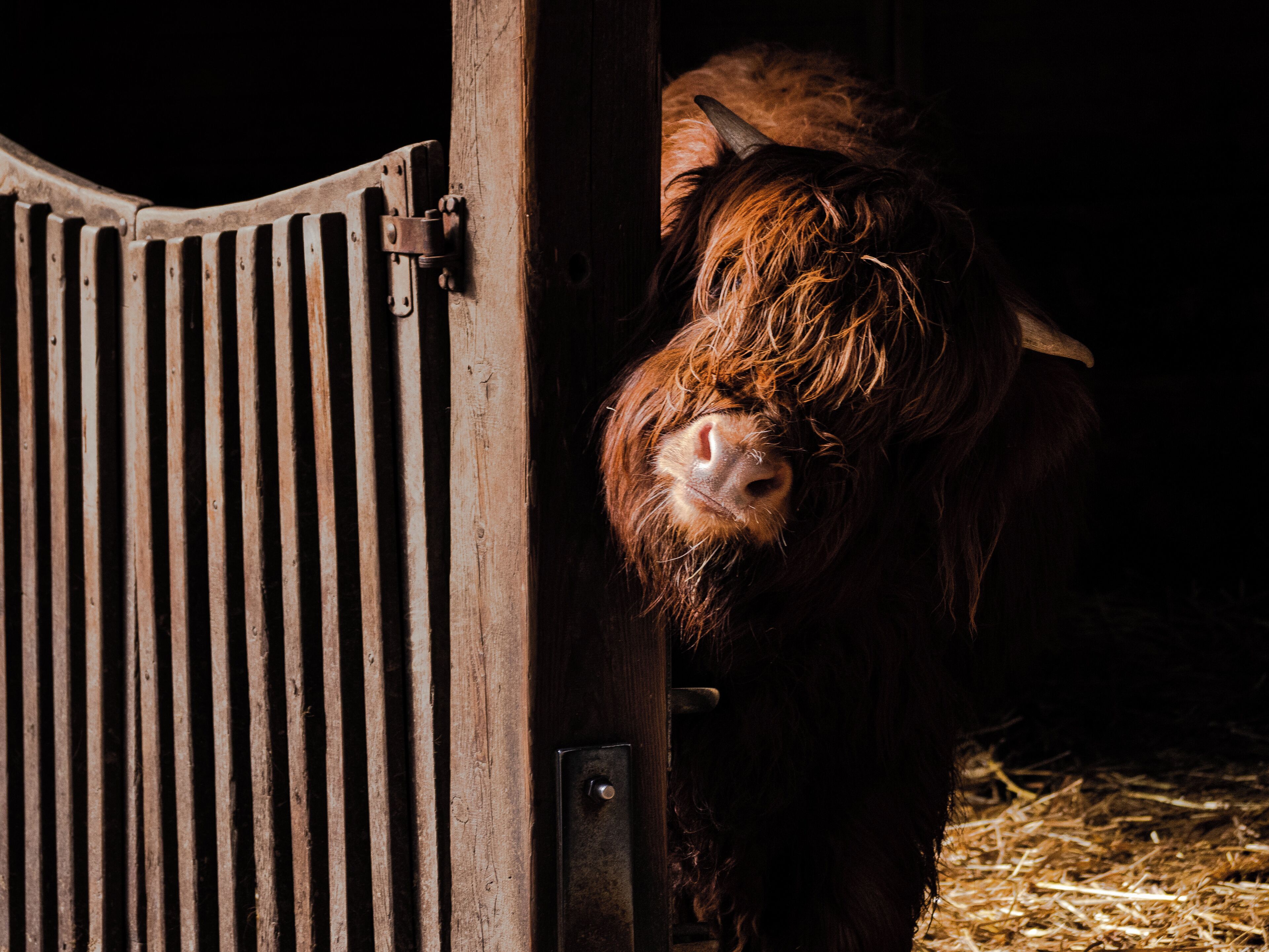 The admission free animal park houses many different species. This photo of a highland cow might be my favorite of my visit. 