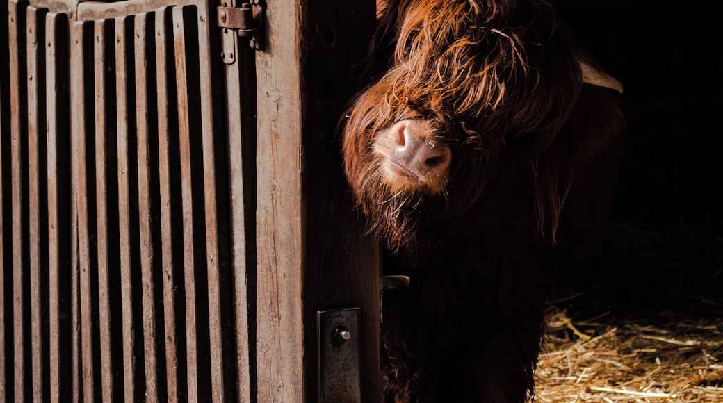 The admission free animal park houses many different species. This photo of a highland cow might be my favorite of my visit.