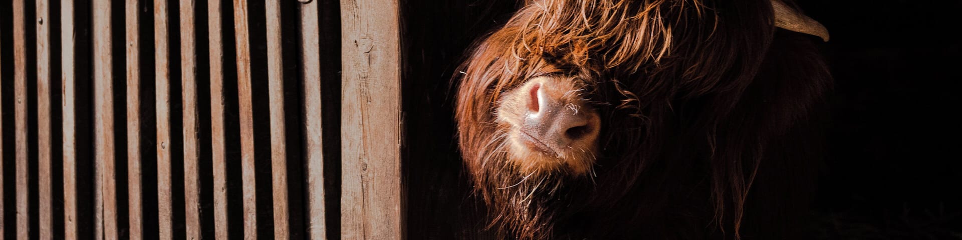A cow peeking through a metal gate.