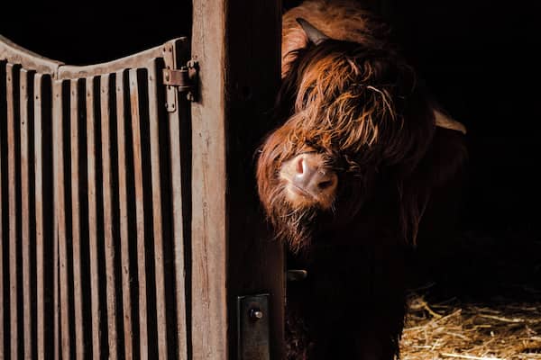 Une vache qui regarde à travers une barrière en métal.