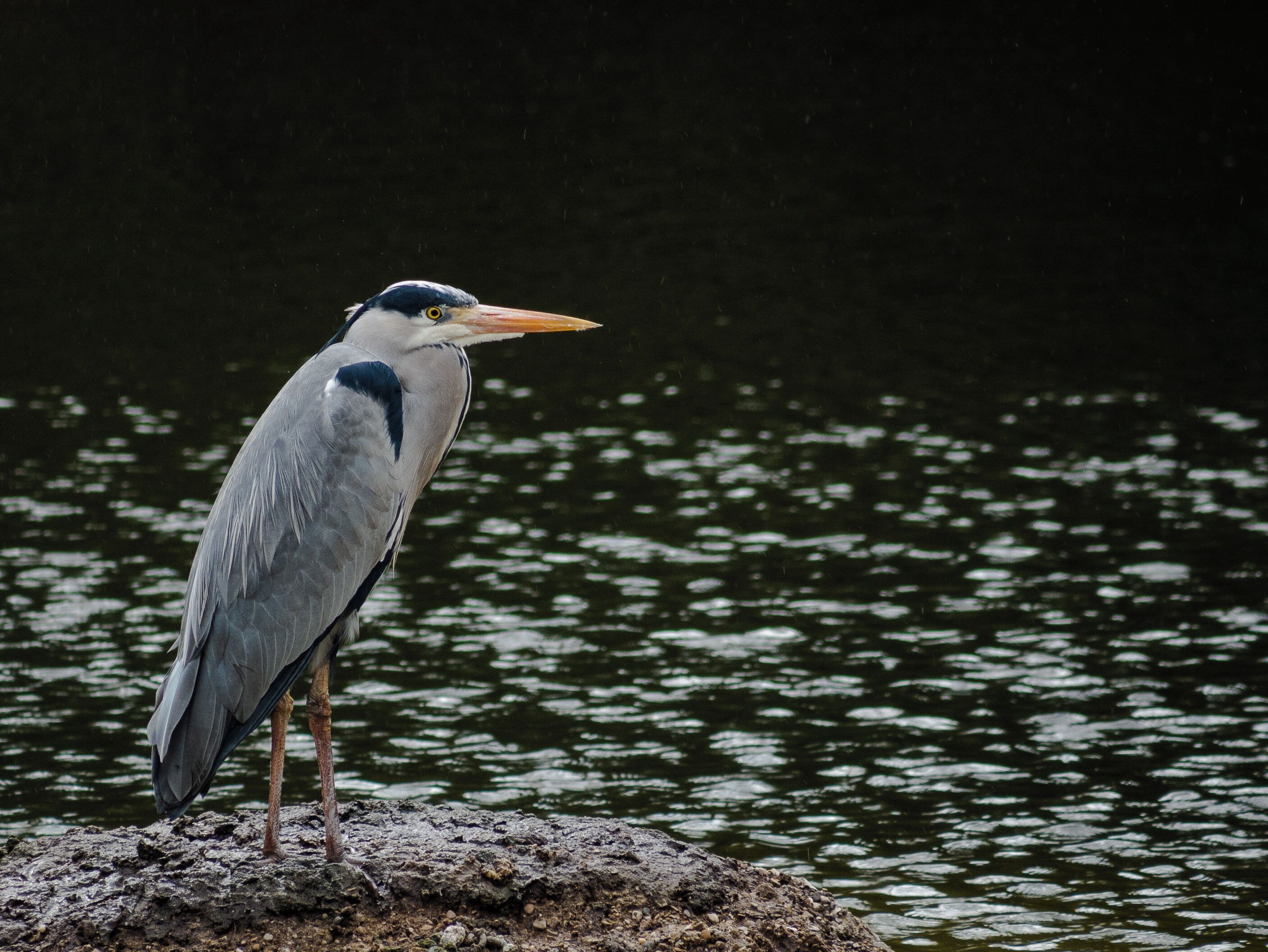 Great blue heron in the rain. 