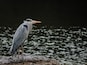 A heron standing on a rock by a body of water.
