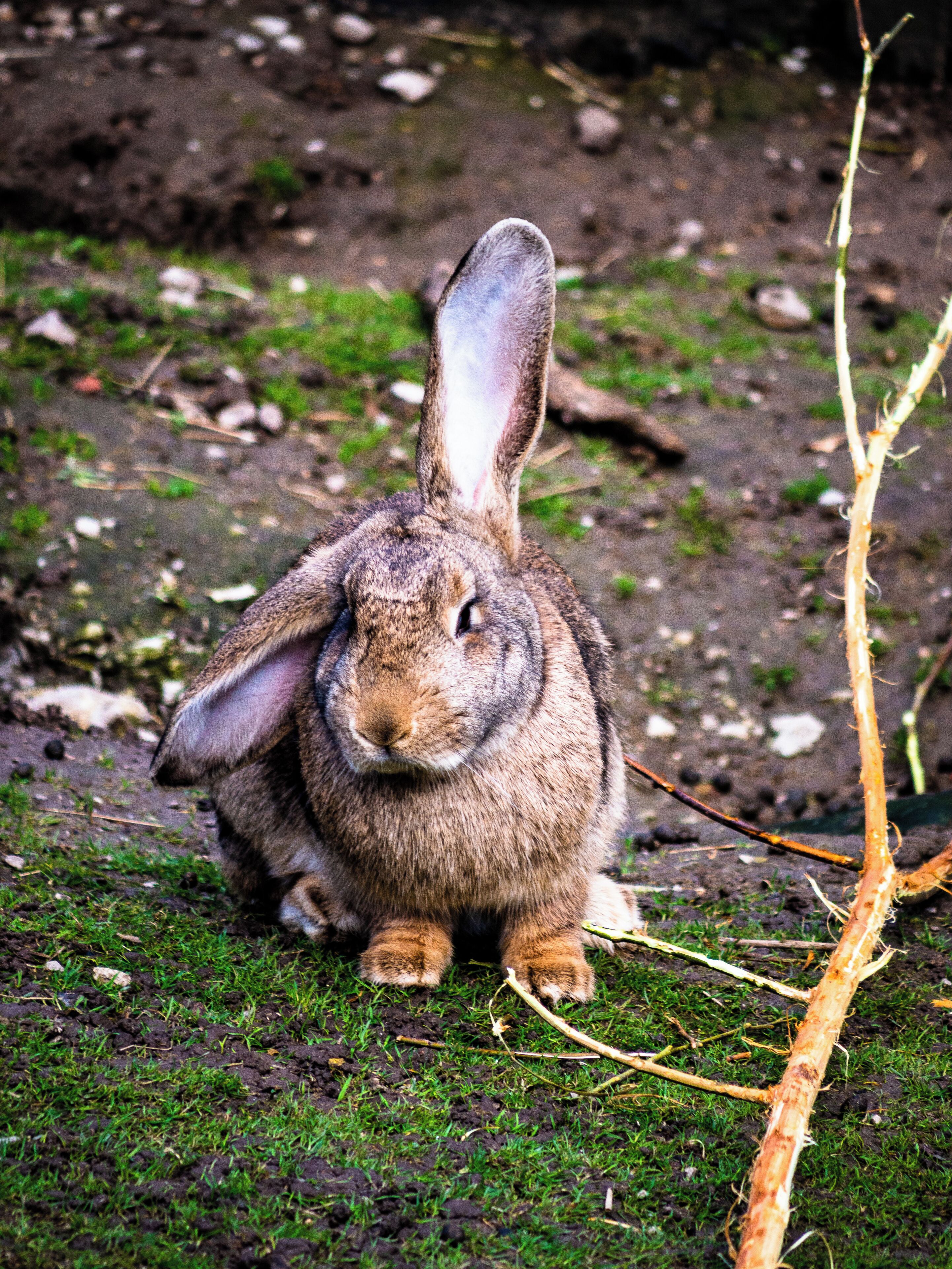 "German giant" rabbit.