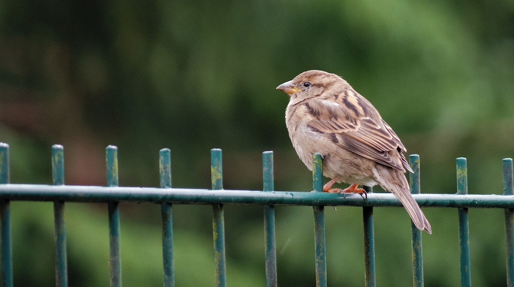 Since the park is located in the Teutoburger forest you will see a lot of wild birds there in addition to the animals of the park.