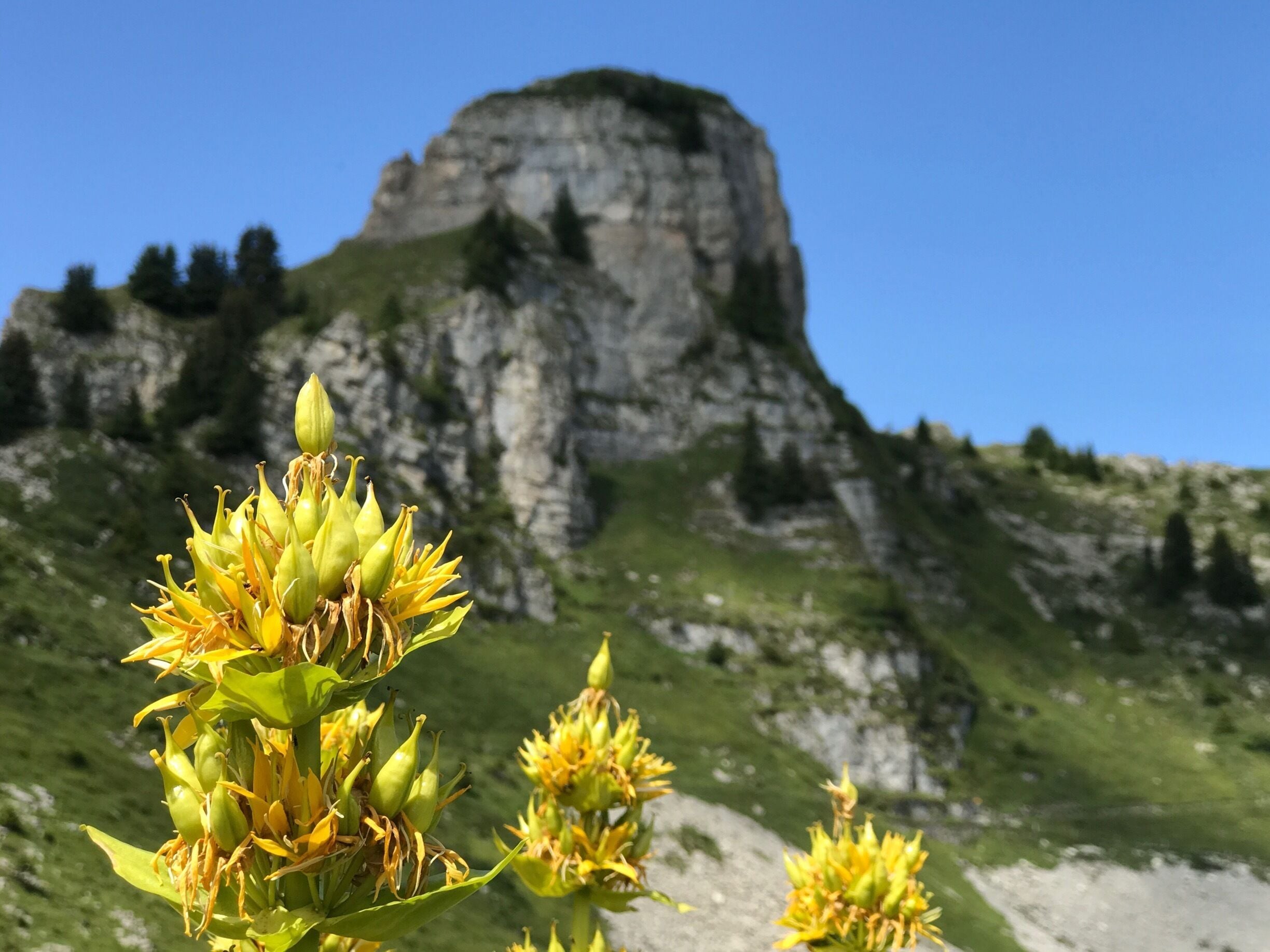 Flowers amount the rocks
