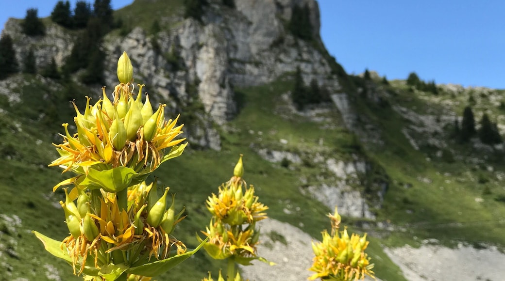 Flowers amount the rocks