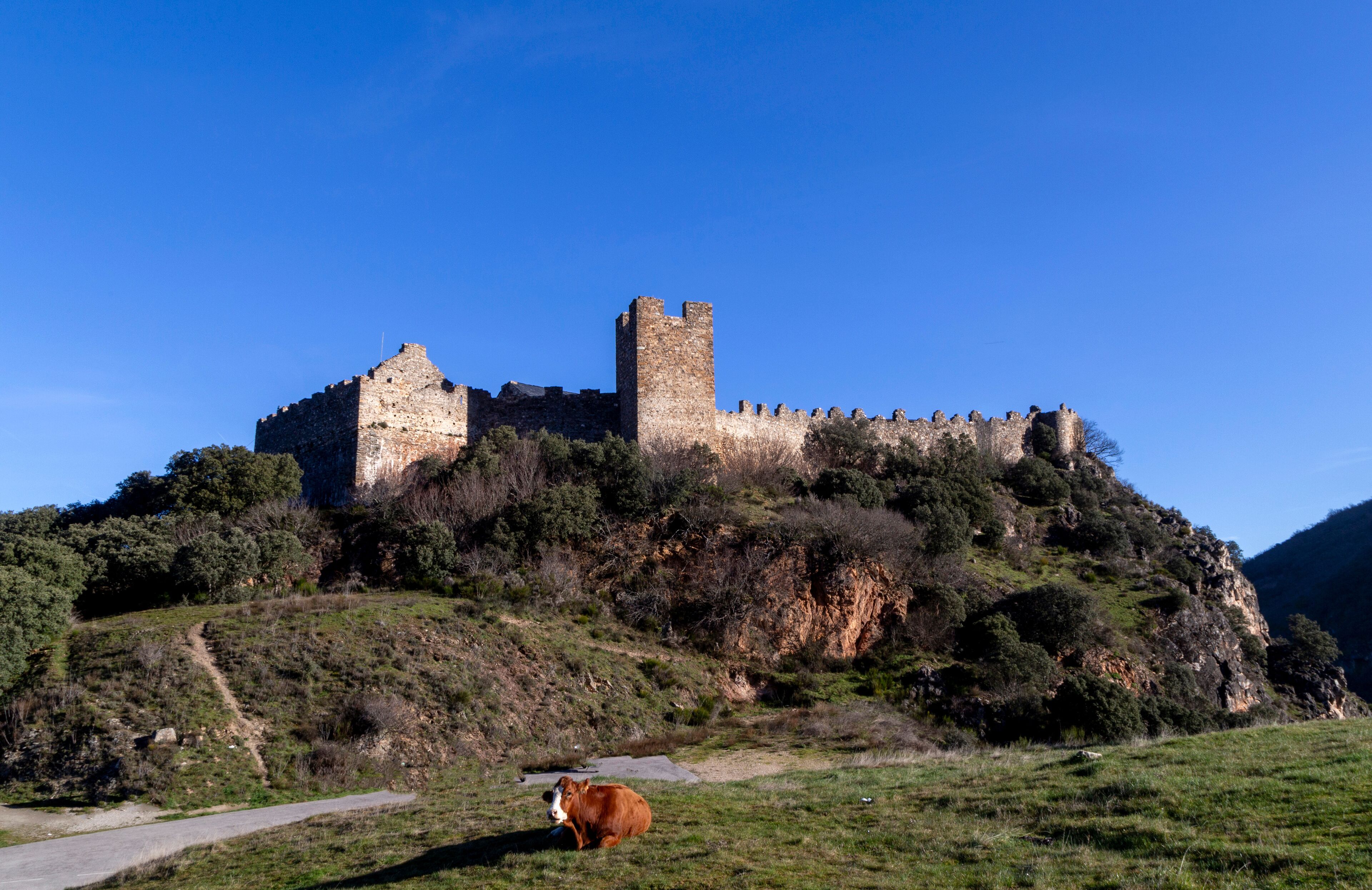 A historic castle on a hill with a cow grazing nearby.