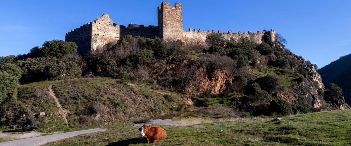 A historic castle on a hill with a cow grazing nearby.