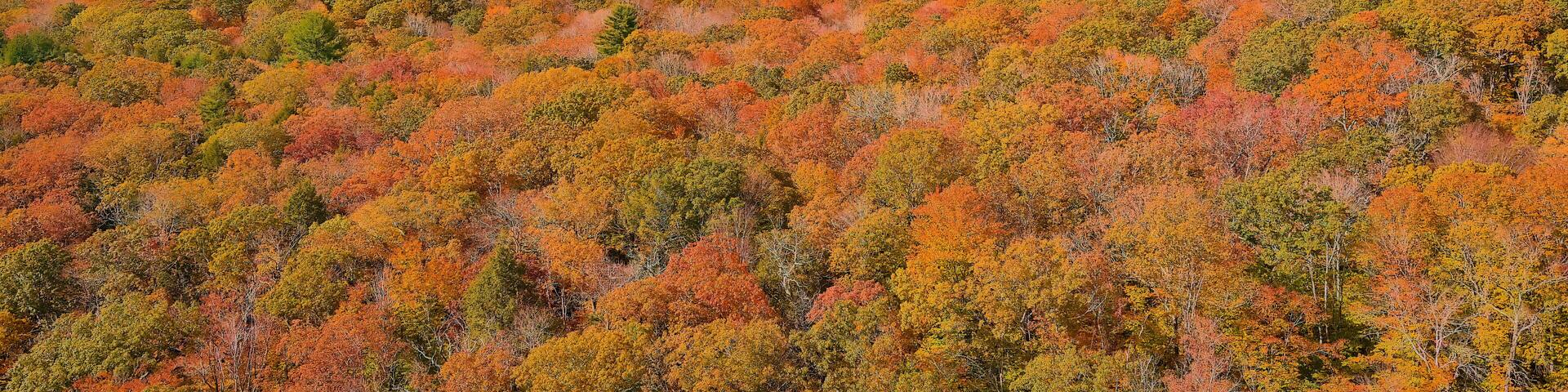 Bright colors of autumn. View above. East Hampton, Connecticut