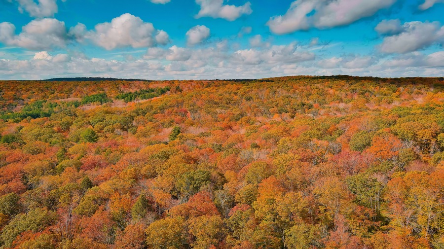 Bright colors of autumn. View above. East Hampton, Connecticut