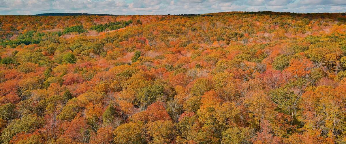 A forested hillside with autumn foliage.