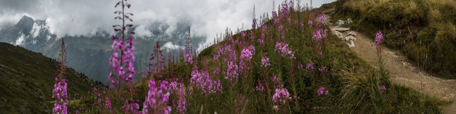 The Alps, a path on the hillside with flowering plants, view of the Mont Blanc range near Trient, with low cloud cover.