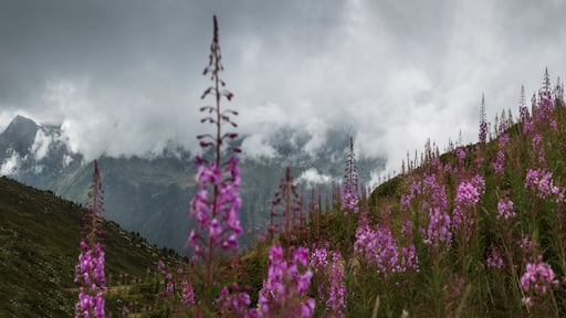 The Alps, a path on the hillside with flowering plants, view of the Mont Blanc range near Trient, with low cloud cover.