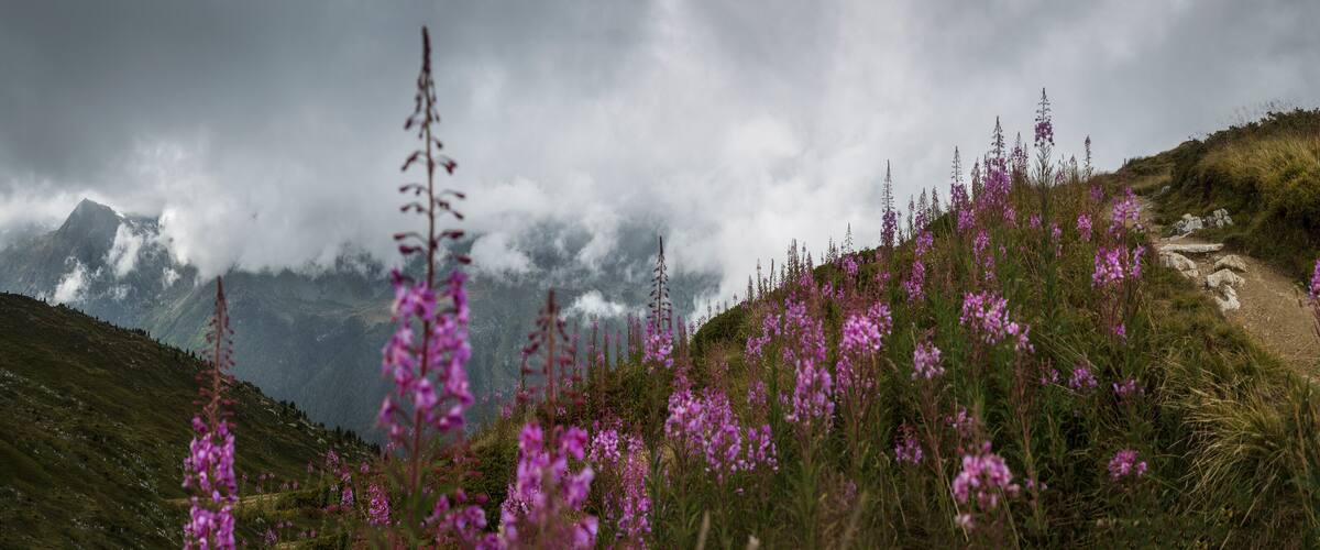 A mountain path with purple flowers and a cloudy sky.