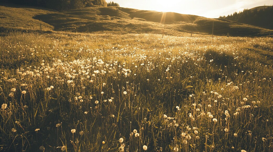When you have a walk around the lake in summer, you will always see the hills carpeted with dandelion which look very vibrant when the light is low.