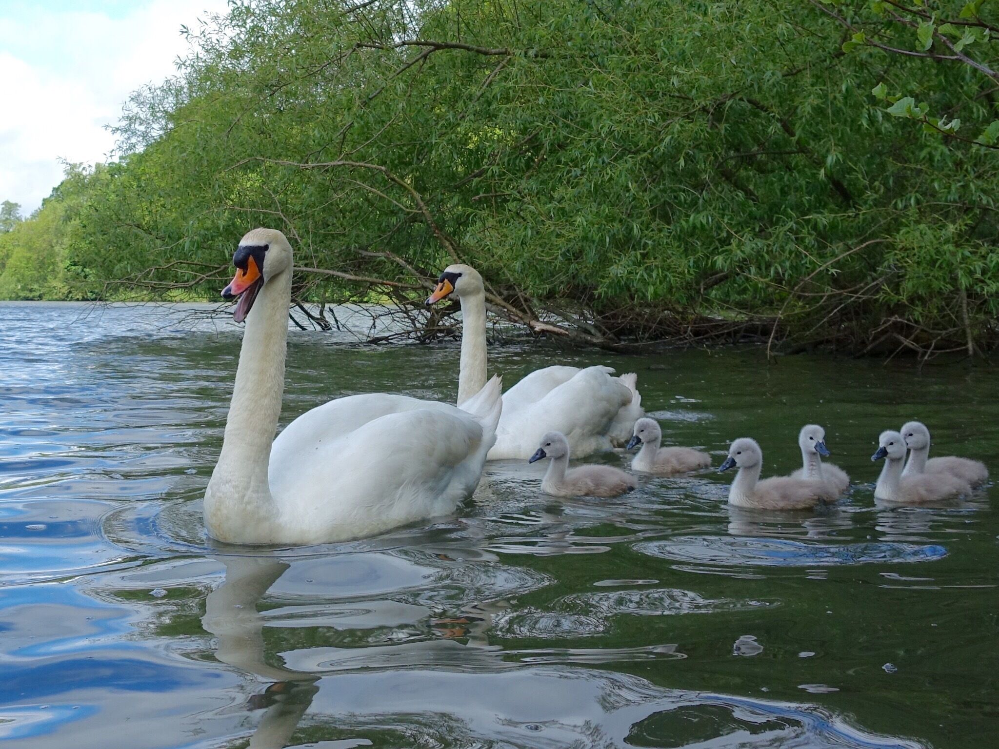 Met these guys today at Newmillerdam - proud mum & dad with their 6 cygnets
