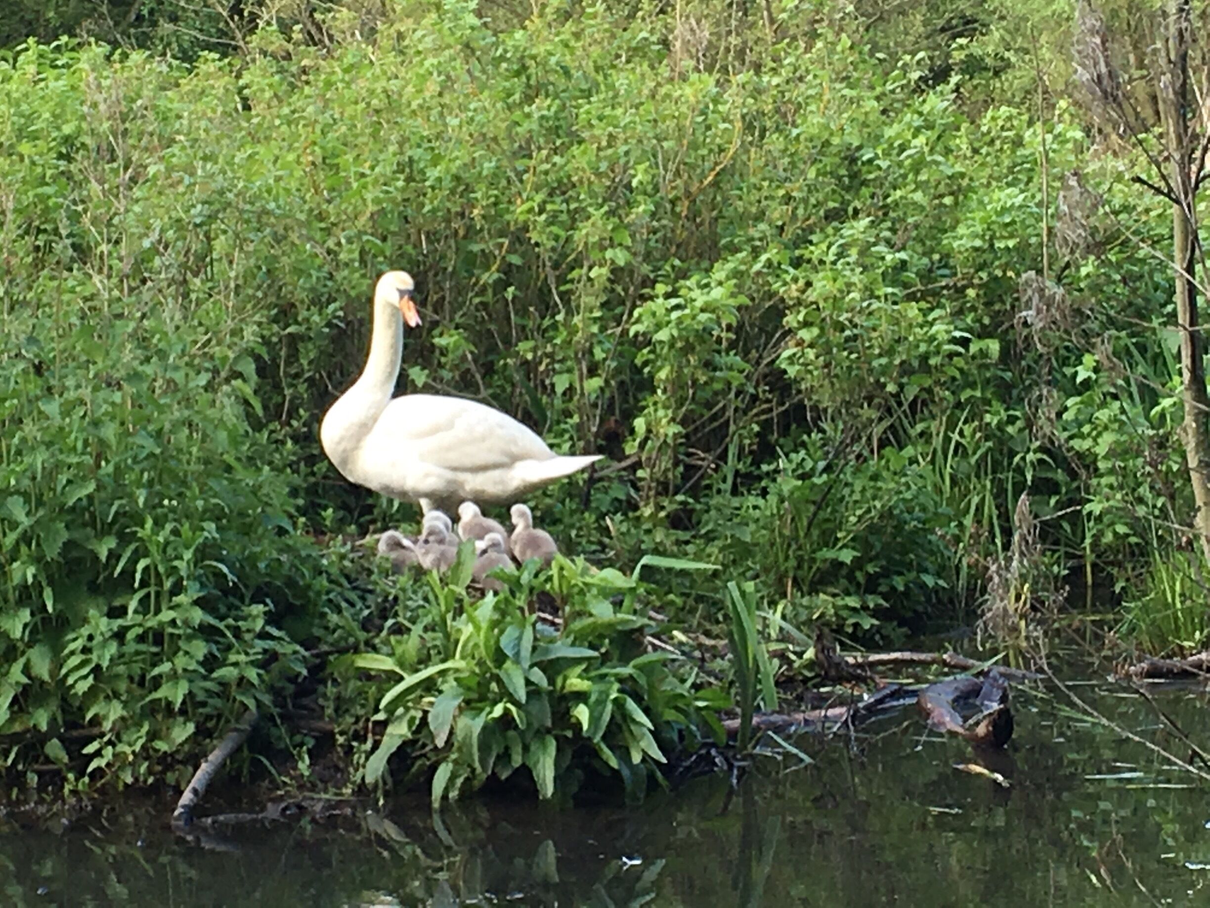 Mother swan and her signets. 
