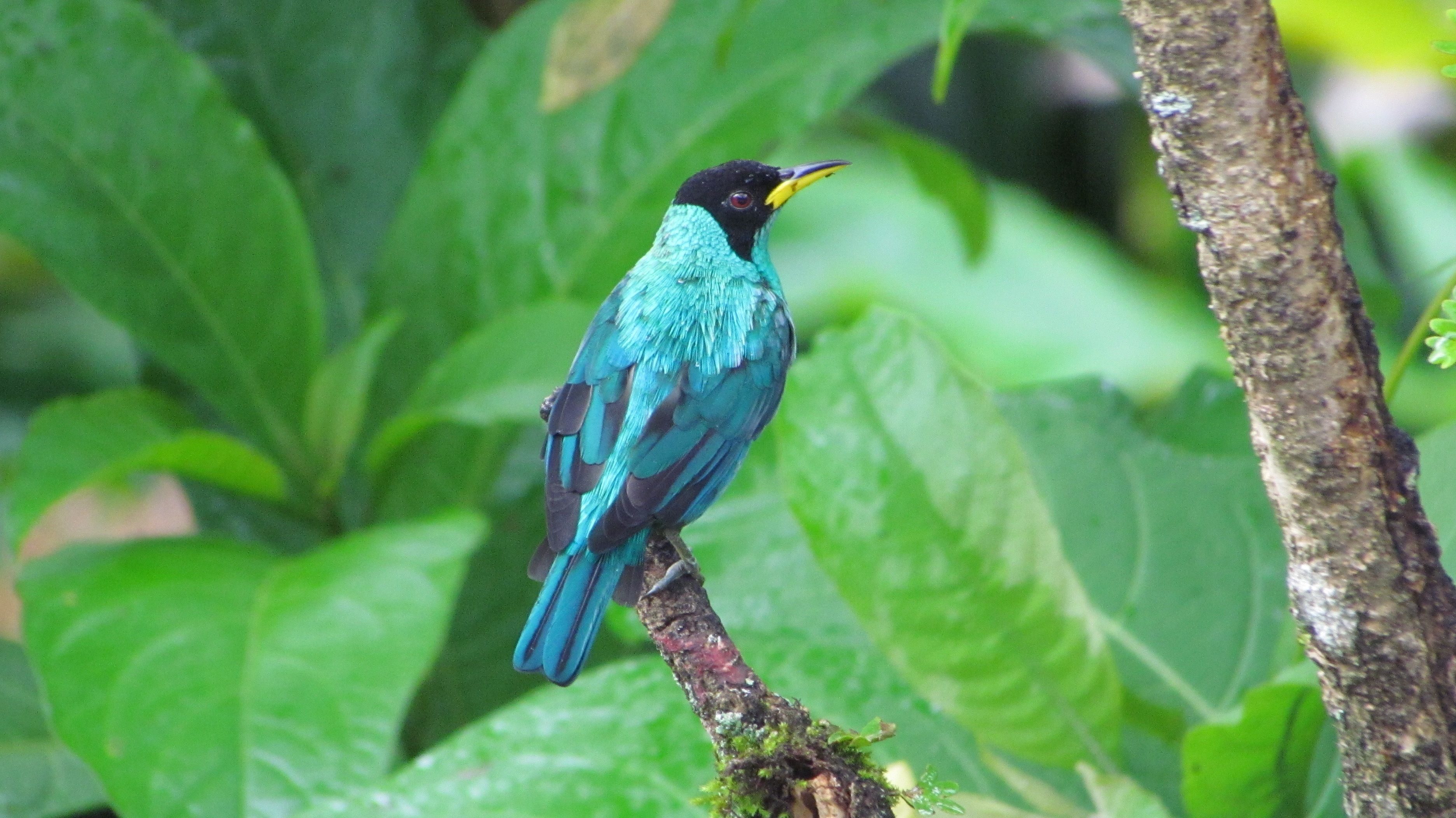Een vogel met blauwe en zwarte veren rustend op een tak, omgeven door groen loof.