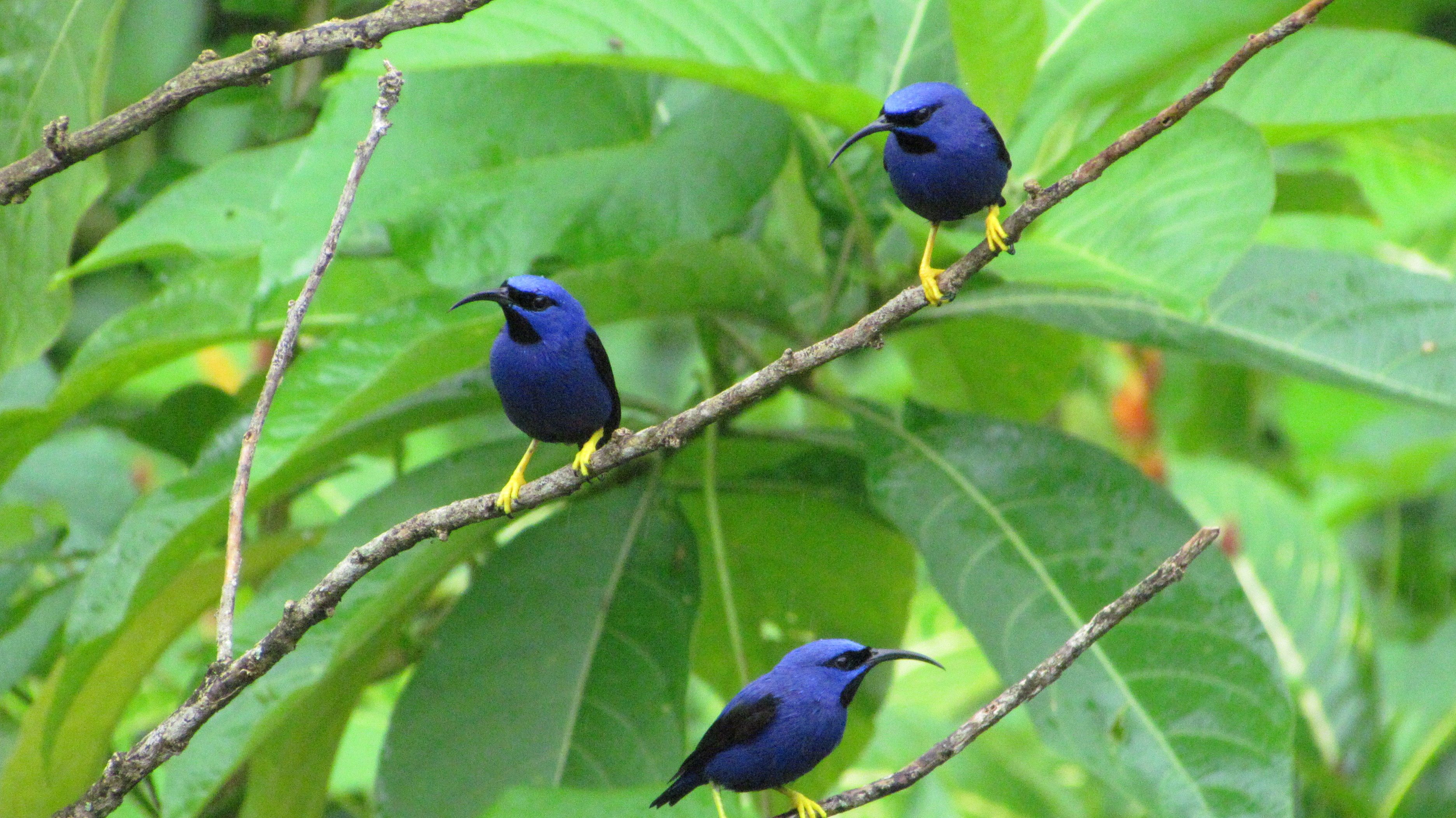 Drie blauwe vogels zitten op een tak, met groene begroeiing op de achtergrond.