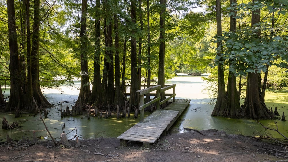 Louisiana swamp scene with lush foliage.
