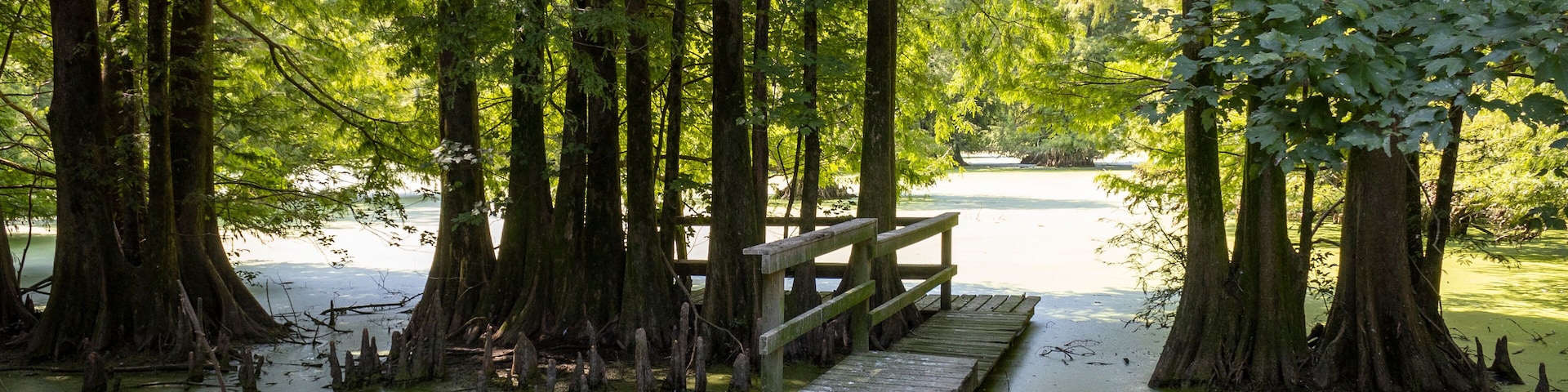 Louisiana swamp scene with lush foliage.