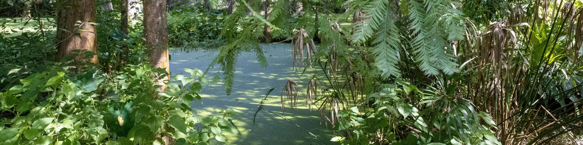 Louisiana swamp scene with lush foliage.