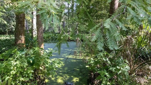 Louisiana swamp scene with lush foliage.