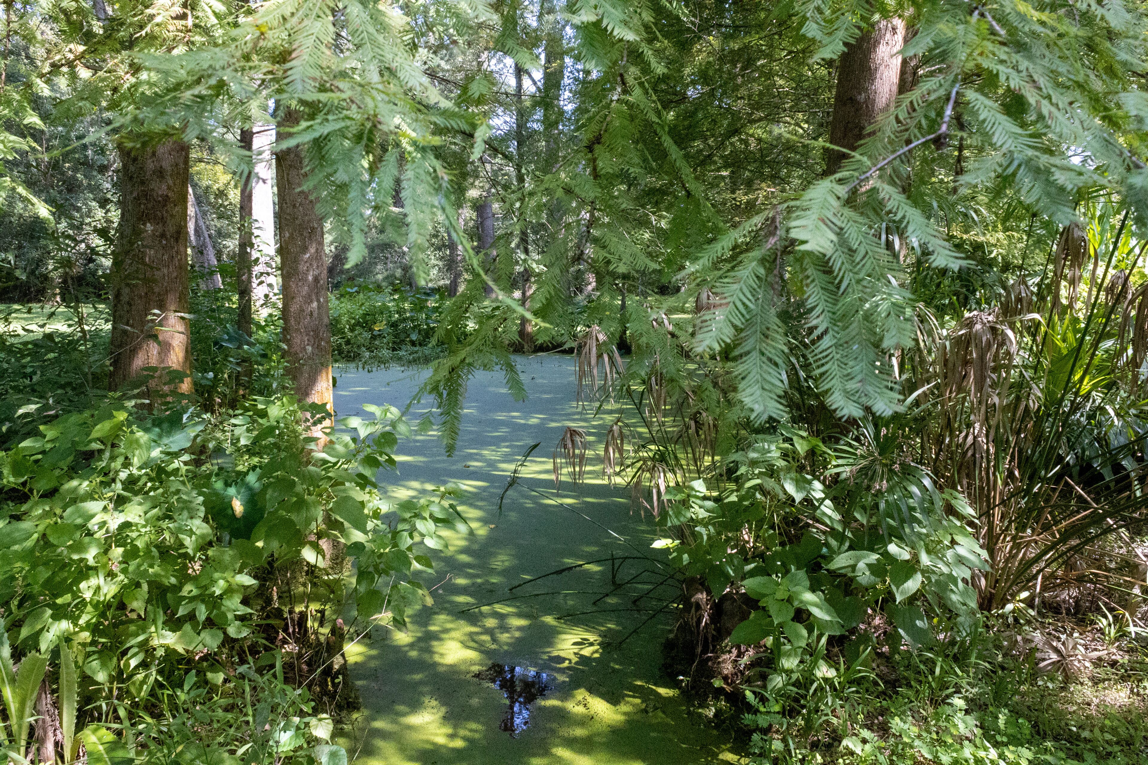 A forested area with a pond surrounded by trees and ferns.