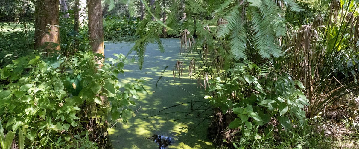 A forested area with a pond surrounded by trees and ferns.