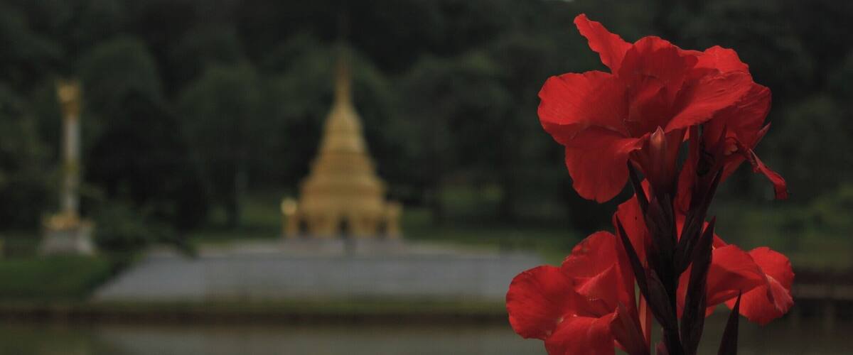 A red flower in the foreground with a blurred temple in the background.