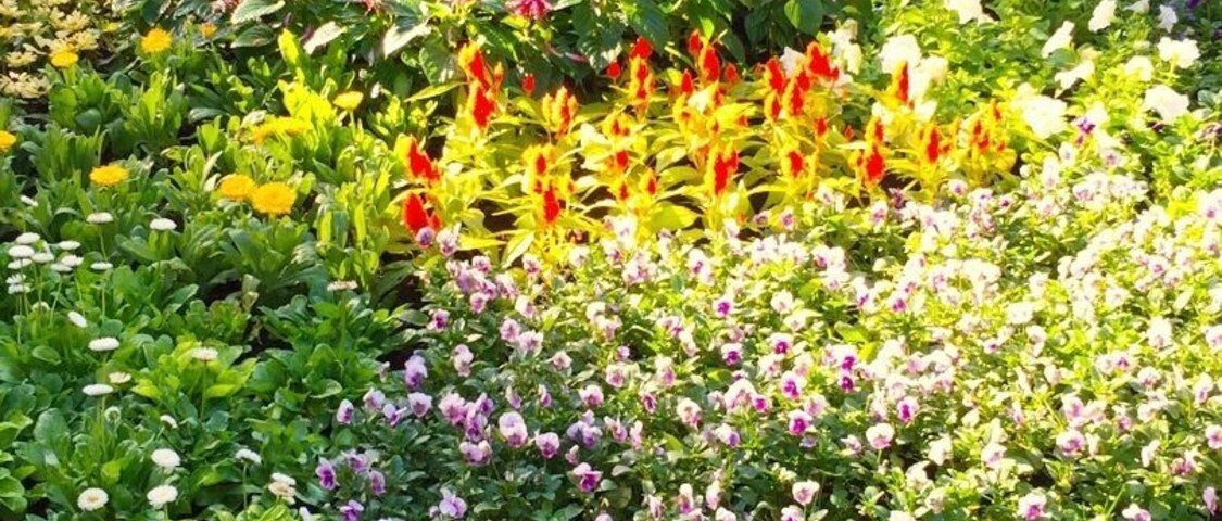 The field as beautiful flowers , the flowers field as the flowers show in the month of December 2017 , photo From Travel In Pyin Oo Lwin Town .