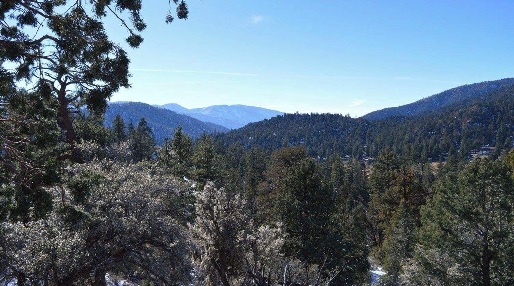 Almost any Vista Point going up to Big Bear, Angelus Oaks area, is super pretty. Great places to pull off and explore.