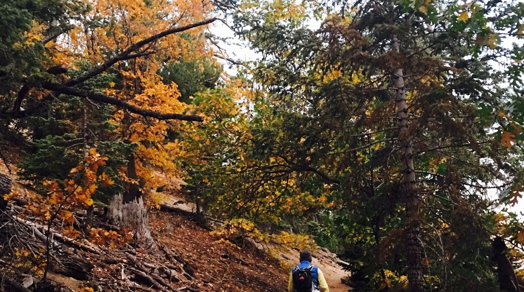 Hiking up to San Bernardino Peak passing this beautiful fall foliage and fir trees, beautiful!!🍁🍁🍁
