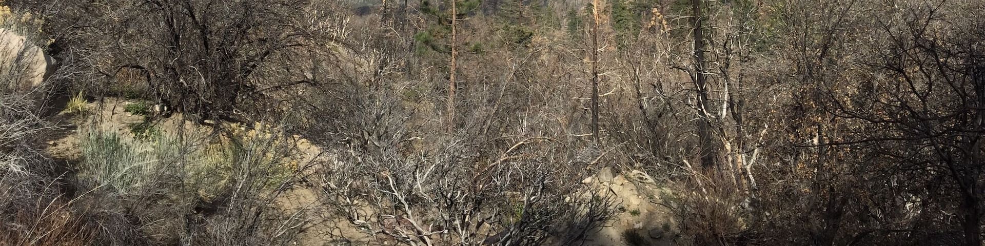 San Bernadino Mountains from camp trail. Spectacular variance with fire burnt forest, rocky terrain, and old growth next to Santa Anna river.