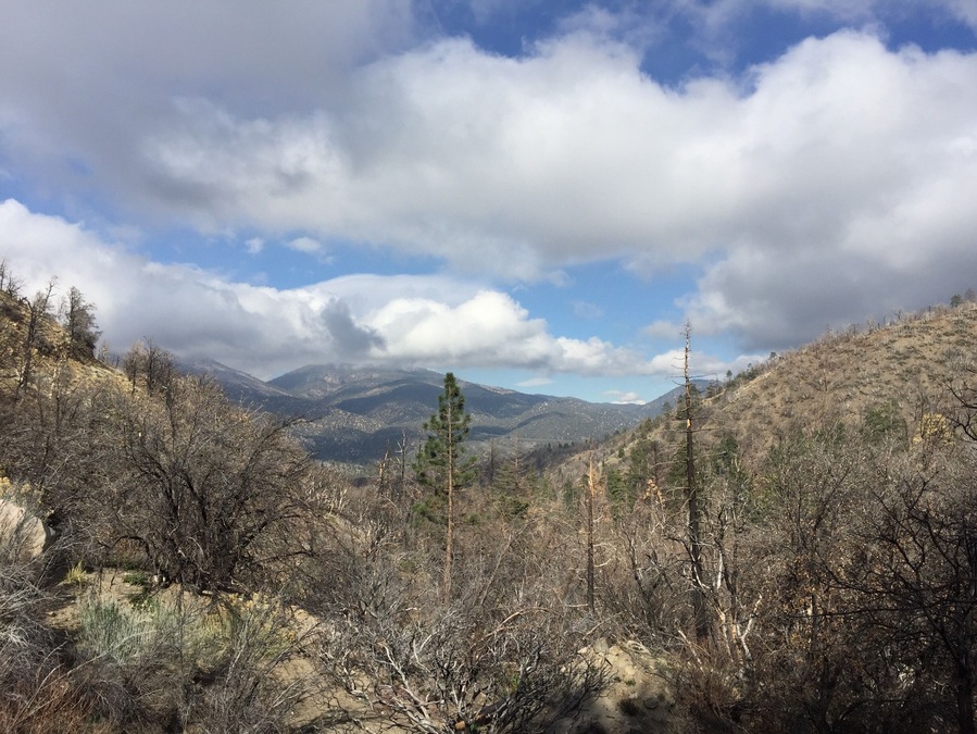San Bernadino Mountains from camp trail. Spectacular variance with fire burnt forest, rocky terrain, and old growth next to Santa Anna river.