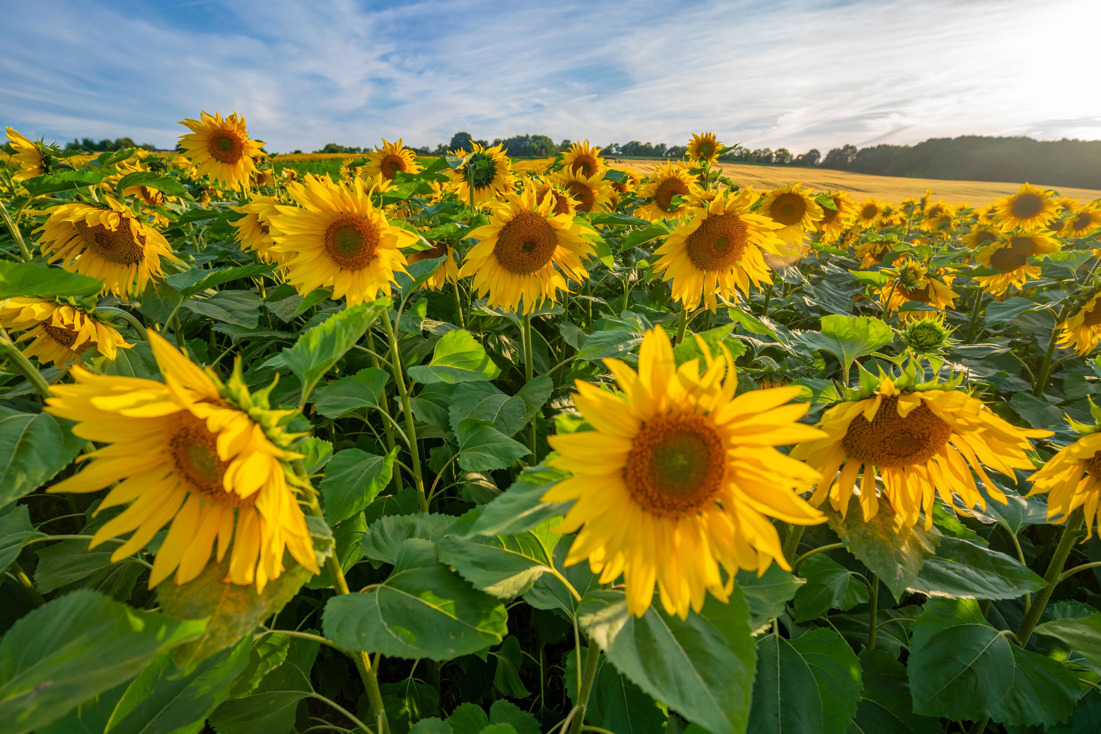 A field of sunflowers with a clear sky.